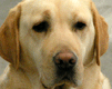 obrázek - 040119_chien48.gif
