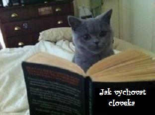 obrázek - Blue_cat_reading(1).jpg