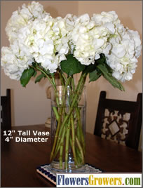 obrázek - Hydrangea.jpg