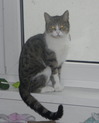 obrázek - Masicci_014.JPG