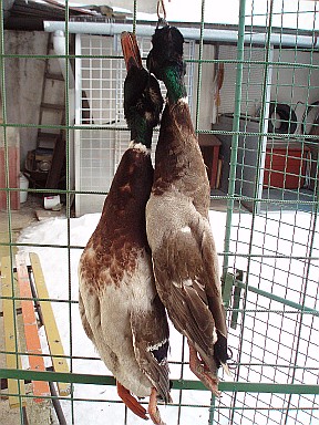 http://www.stastnezeny.cz/data/USR_001_USR_IMAGES/P2070107.JPG