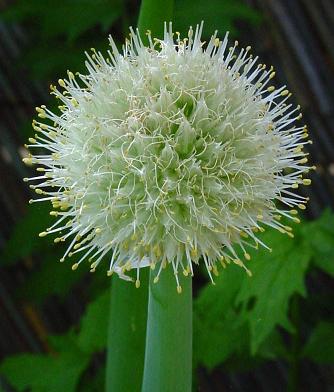 obrázek - White_Allium_cepa_B_Flower.jpg