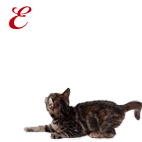 http://www.stastnezeny.cz/data/USR_001_USR_IMAGES/a_ELLY.gif