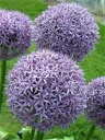 obrázek - allium.jpg