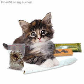 http://www.stastnezeny.cz/data/USR_001_USR_IMAGES/anim.kote.gif