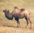 obrázek - camel.jpg