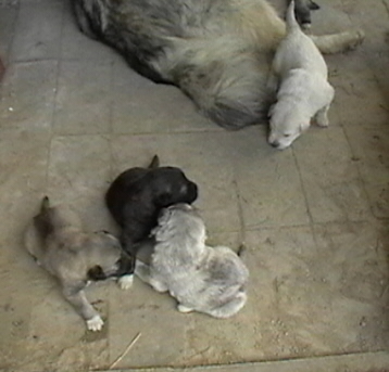 obrázek - cervenec_2009_318.jpg