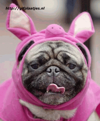 http://www.stastnezeny.cz/data/USR_001_USR_IMAGES/fundog.gif