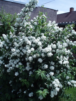 obrázek - jas.jpg