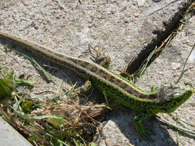obrázek - jestericka.jpg