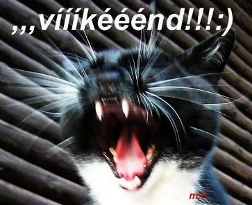 obrázek - kocka_vikend.jpg
