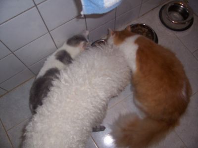 obrázek - krmenidivokezvere.jpg