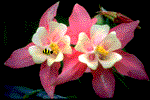 http://www.stastnezeny.cz/data/USR_001_USR_IMAGES/letajici_vcelka.gif