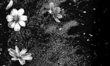 obrázek - lost_love_unique_nature_31000_1__2.JPG