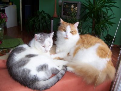 obrázek - mazlicikocicaci.jpg
