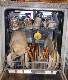 http://www.stastnezeny.cz/data/USR_001_USR_IMAGES/mycka_pes.gif