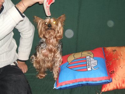 obrázek - natale_2009_015.jpg