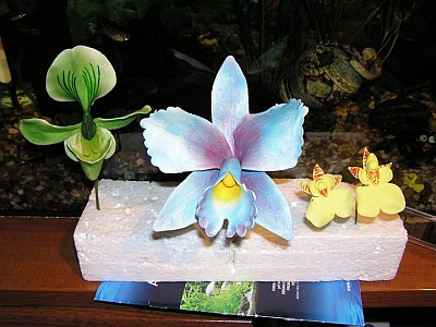 obrázek - orchideje(1).jpg
