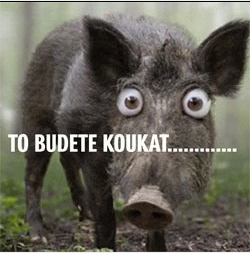 obrázek - prase_to_budete_koukat(2).gif