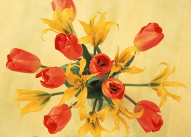 obrázek - tulipany_cervene_a_zlute.jpg