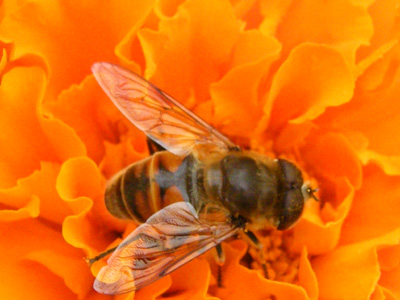 obrázek - vcela1.jpg