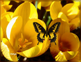 obrázek - vlindercrocus.gif
