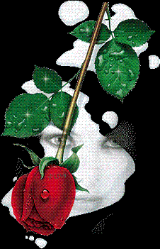 obrázek - wet_rose_3251.gif