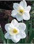 Narcis a hyacint – poslové jara