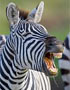 Není zebra jako zebra – řešení Einsteinovy zebry