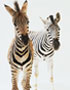Není zebra jako zebra – 2. díl.Jak se luští zebra