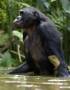 Opiky bonobo se miluj pro radost