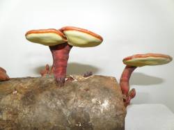houby