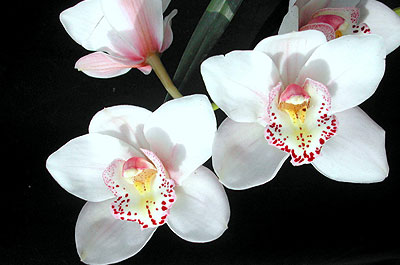 orchidej2